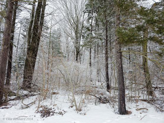 a snowy woodland scene with low snow covered bushes and taller trees.