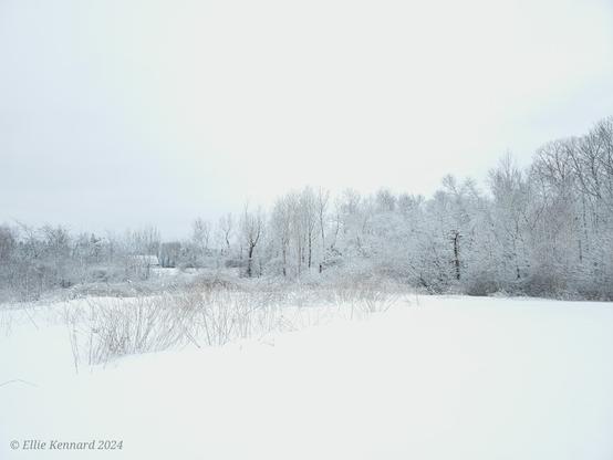 a white field and wood landscape with snow-covered trees and grasses.