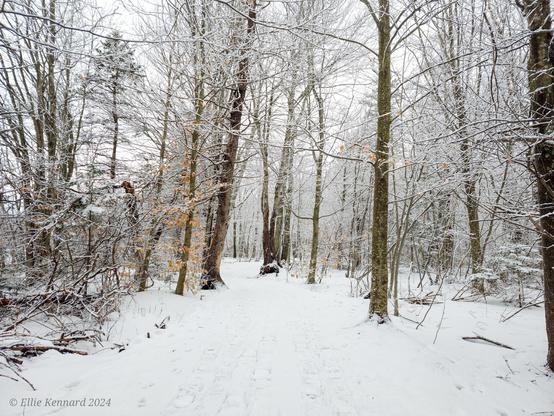 a snowy path through woods with branches snow covered.
