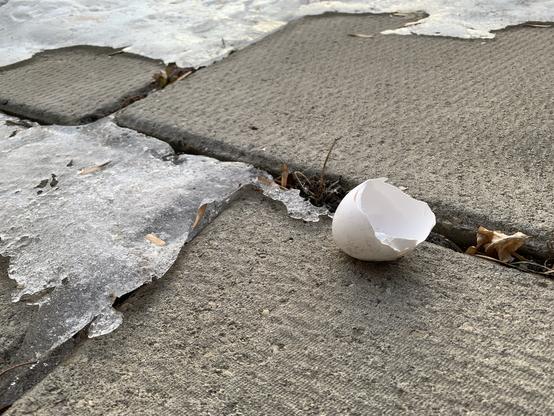 Both parts of a nested, broken and abandoned white eggshell rest atop concrete paving blocks and ice* in a northeast Edmonton yard.

*Not the IVF-storage type of ice, but snowmelt-from-unseasonably-warm-climate-change-over-winter ice.