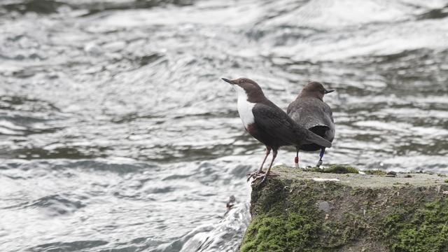 Two dipper birds standing beside each other on a rock to the right of the picture overlooking a swirling river. One dipper faces to the left, the other has its back to us.