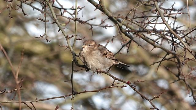 A female sparrow - small, brown and very fluffy - perched on a small branch in a tree with more leaves and branches behind out of focus.