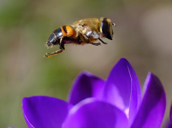 Nahaufnahme einer "schwebenden" Schwebfliege über einer lila Krokusblüte