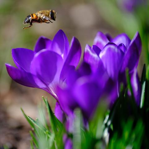 Nahaufnahme einer "schwebenden" Schwebfliege über einer lila Krokusblüte