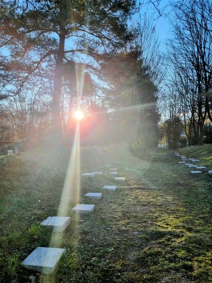 Die Sonne scheint durch eine Fichte und beleuchtet die Wiese