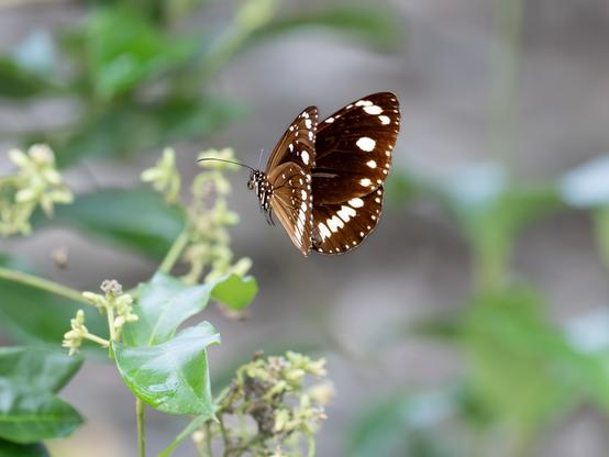 A medium-sized dark brown and white butterfly in flight with wings slightly open. It is flying towards a plant with pale yellow flowers and shiny green leaves.

The wings are dark brown with rows of white spots of different sizes and the thorax is black with white dots. The feet are hanging down, the antennae are spread out in a Y shape and the proboscis is coiled up.