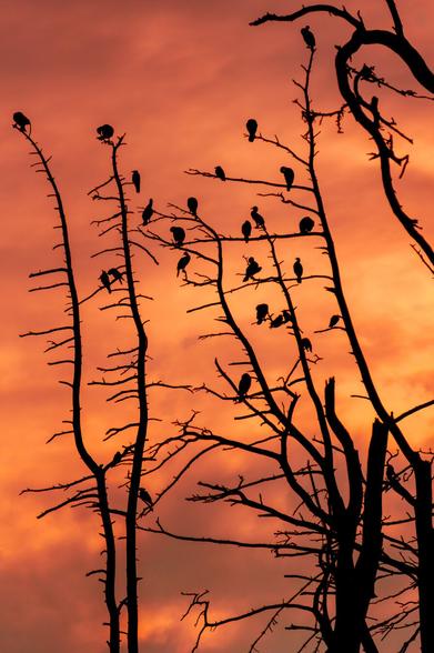 Silhouette of cormorants on tree branches in front of the orange sky clouds during a sunset