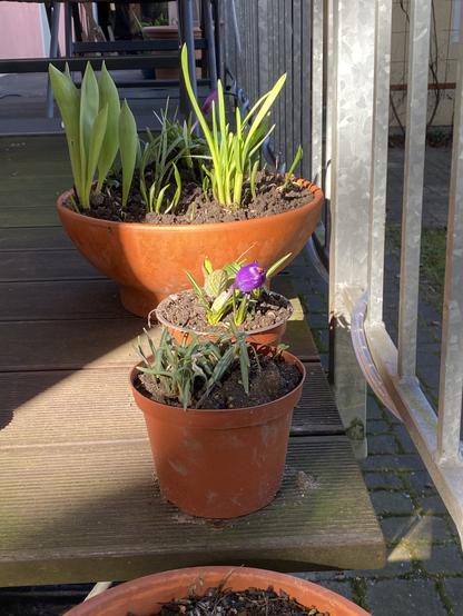 Ein Krokus in einem Sonnenstrahl auf der Holzterrasse an der Küche