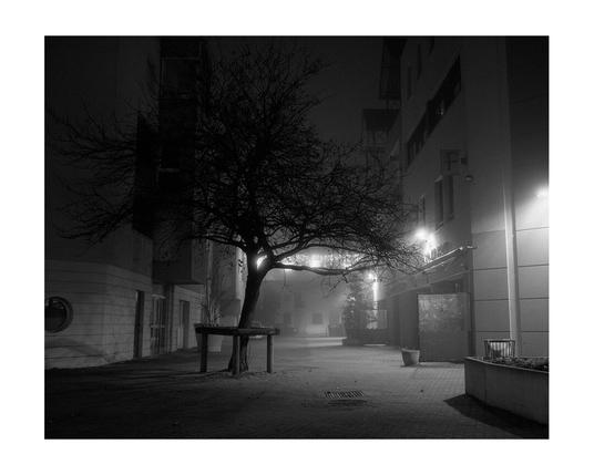 Photographie noir et blanc d'un arbre au centre d'une rue. La photo est prise de nuit dans la brume.