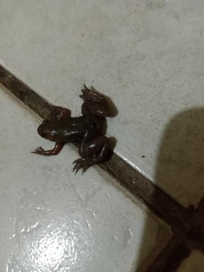 Malgrande rano, de tre malhela verda koloro. La besto lasis sin foti proksime
