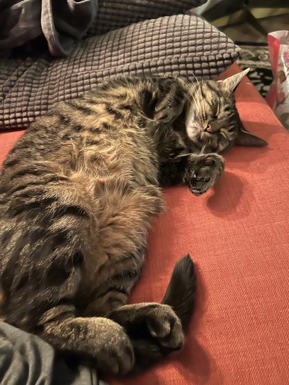 A tabby cat lying on her back on an orange couch.

Her belly exposed and front paws folded up toward her chest while she sleeps in a bizarre and uncomfortable position