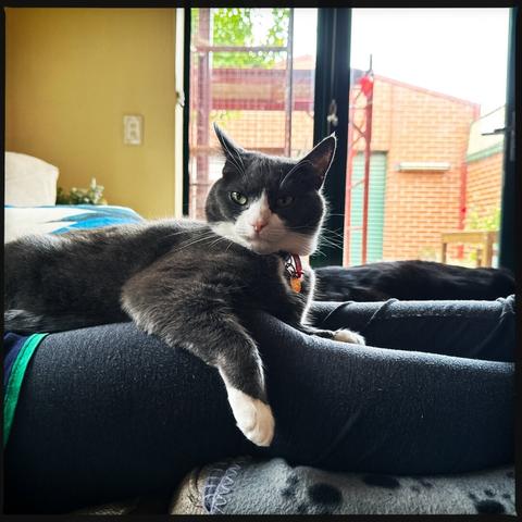 A grey &amp; white cat sitting on someone’s leg on a sofa. Their front arm is draped over the person’s leg and they’re staring at the camera, wondering what’s going on. Behind, a small garden and a brick garage are in view.