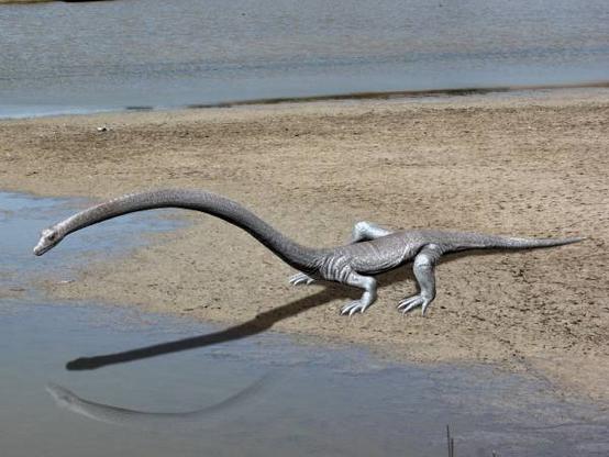 By Nobu Tamura email:nobu.tamura@yahoo.com 
Artistic reconstructive rendition of Tanystropheus longobardicus - a Terrestrial analog and contemporary of D. orientalis.

Note that this animal has feet, smaller in the front and larger in the rear, while D. orientalis had more flipper-like appendages, which would have precluded it from residing on, or at least thriving, in a terrestrial, as opposed to aquatic, environment.

http://spinops.blogspot.com/ - Own work, CC BY-SA 4.0, https://commons.wikimedia.org/w/index.php?curid=54695863