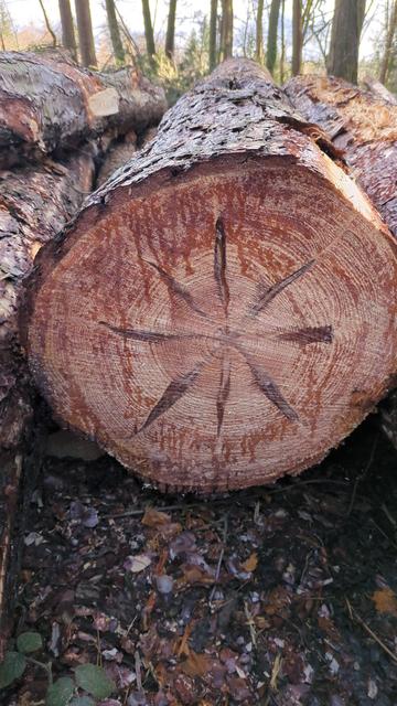 A photo of a tree which has been cut into logs. The photo shows the cross section of one of the logs, displaying its rings as usual but with an darker 8 pointed, star fish type imprint in the centre. I'm asking others if they know how this star fish type growth occurs.