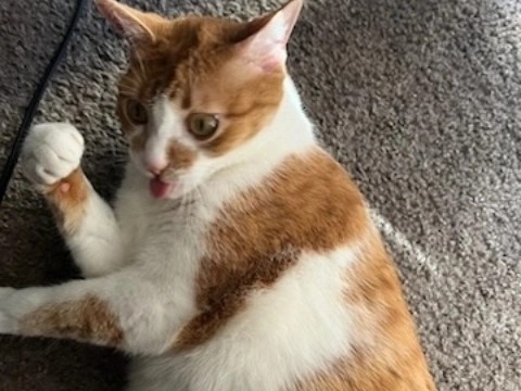 orange car (fluffy)
he bleps and stares with giant eyes