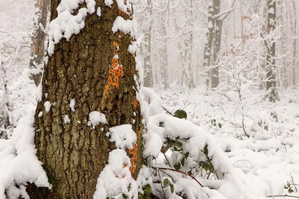 Some sort of crust fungi on a tree trunk in a snowstorm. The oak tree is plastered in snow and the only colour in an almost white woodland