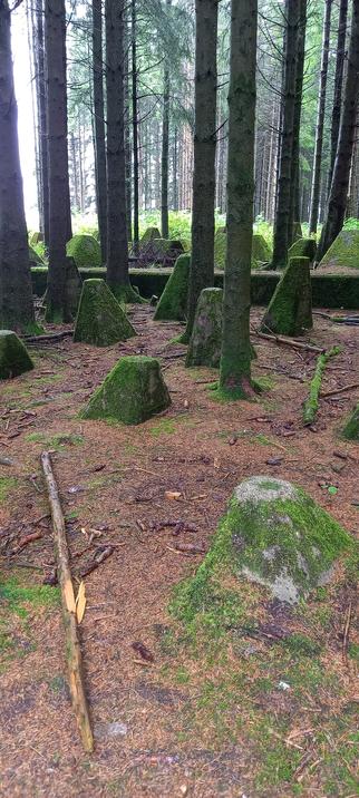 Panzersperren aus Beton, inzwischen sehr bemoost, Nadelwald drumherum. Einige sehen abgesägt oder schief aus.
