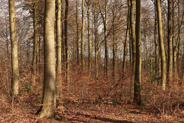 A winter woodland scene, a forest of beech trees, their straight trunks reaching for the sky like an army of pencils marching through the landscape