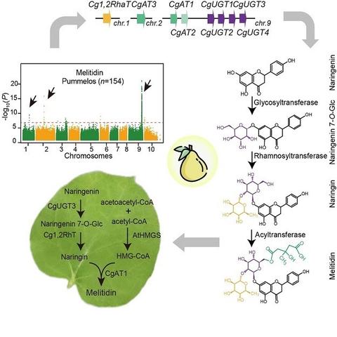 Diagram to illustrate the biosynthetic pathway responsible for the formation of melitidin in pomelo.