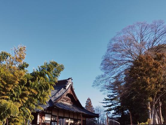 Photo taken from quite a distance on an adjoining street (and over a wall that isn't in this shot). Roughly at the center sits the roof of the main temple. It is partly obscured by a bamboo grove on the left and flanked by some other trees on the right. One of them is still completely bare giving a clue as to the season. It's all bathed in warm afternoon sun.