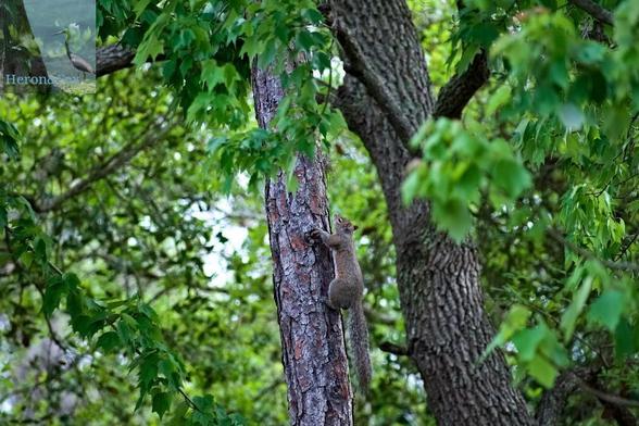 An outdoor, daylight photograph of a gray tree squirrel climbing up the side of a pine tree trunk.