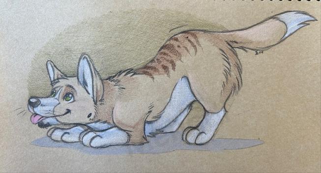 Sketch of a playful corgi play bowing with his tongue out.