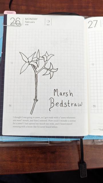 A pen and ink drawing of Marsh bedstraw