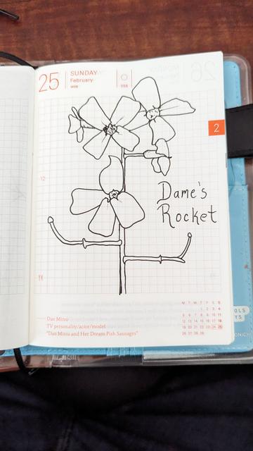 A pen and ink drawing of Dames rocket