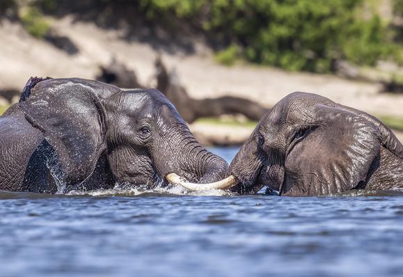 Close up of two elephants trunk wrestling in the Chobe River, Botswana Africa.