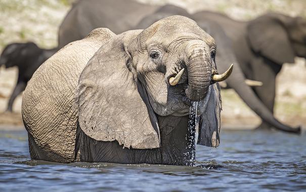 Elephant standing in the river, drinking water.