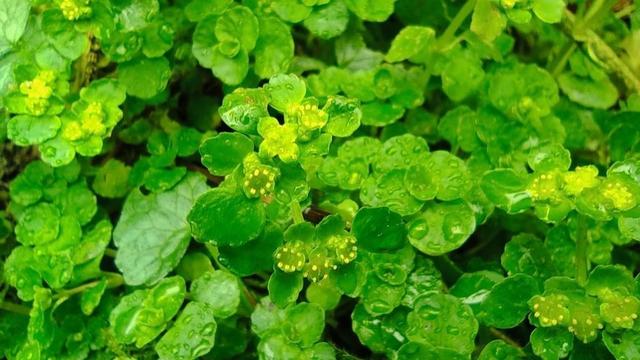 Mass of rounded yellow green foliage and small open yellow flowers