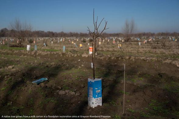 photo -  native tree grows from a milk carton in a floodplain restoration area at Grayson Riverbend Preserve.