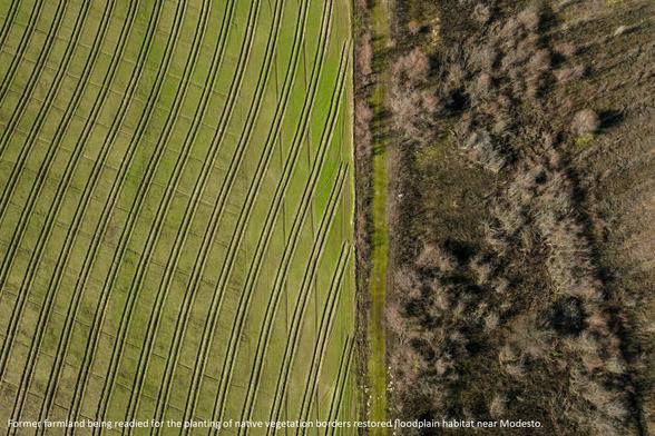 photo - aerial - oblique - Former farmland being readied for the planting of native vegetation borders restored floodplain habitat near Modesto