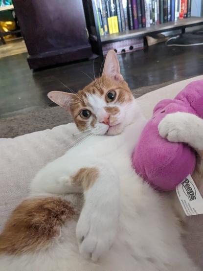 orange man with a peep plushie he is staring into your soul and has one (1) fang out. good boy