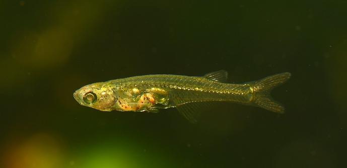underwater photo of a tiny translucent fish