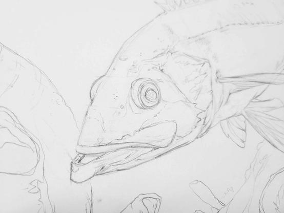 Bocaccio Rockfish sketch