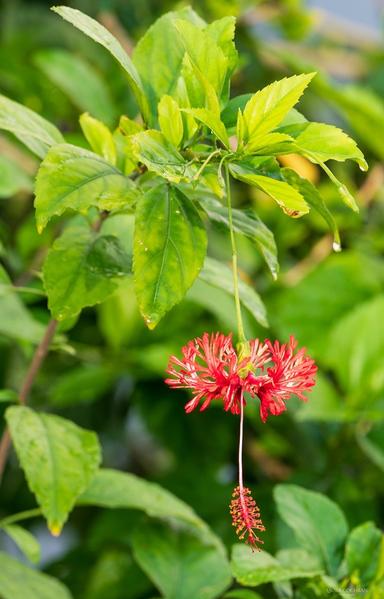 A frilly red tropical flower.
