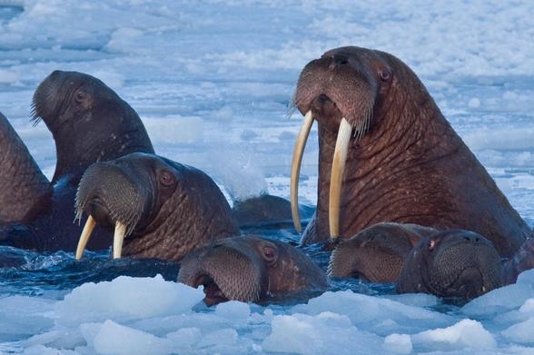 photo - walruses, Arctic