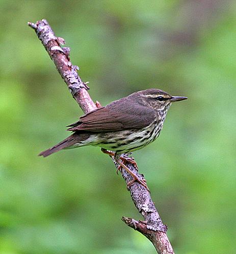 A picture of a bird.