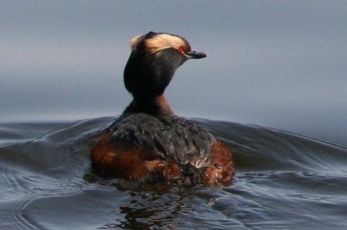 A picture of a bird.
