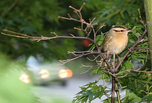 A picture of a bird.