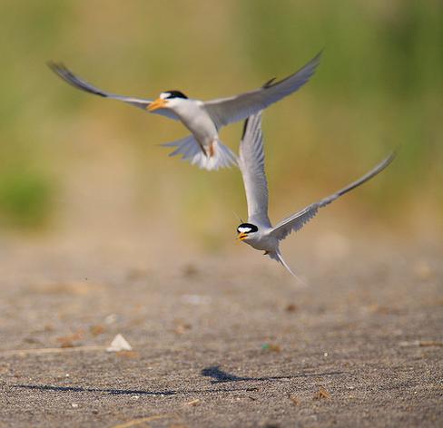 A picture of a bird.