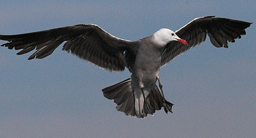 A picture of a bird.
