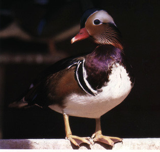 A picture of a bird.
