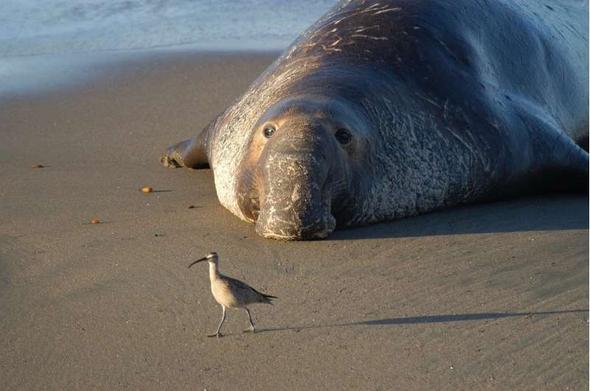 photo of an elephant seal and a small bird on a sandy beach