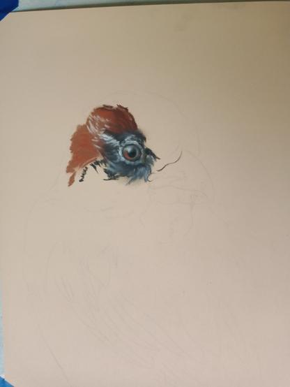 Soft pastel artwork in progress on yellow paper with a bit of the sparrow done around the eye.