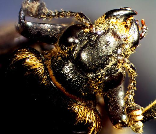 Nicrophorus vespillo (L.) front view showing its head, its pronotum and its exuberant golden vestiture