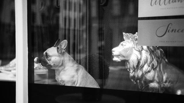 A real dog and a statuette lion looking out a window, facing left black and white photo