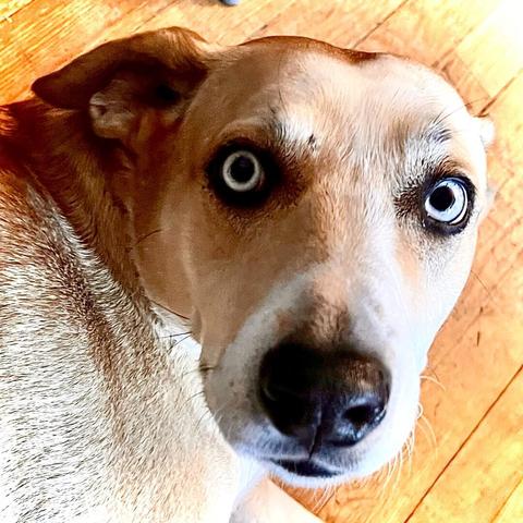 A dog with seriously intense bright white eyes and dilated pupils.