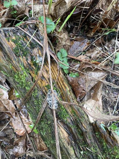 a few bits of frogspawn(?) on a damp piece of ground with wood and moss and leaves